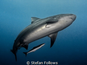 That'll do, Bully. That'll do

Bull Shark - Carcharhinu... by Stefan Follows 